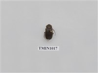 藏品(蓬萊姬黑金龜)的圖片